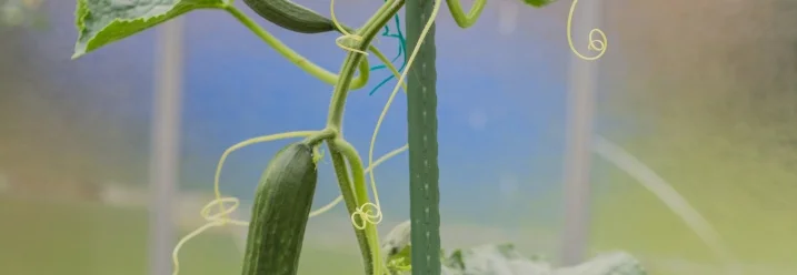 Gurkenpflanze mit Rankhilfe